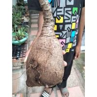 ราคา มะยมเงินมะยมทอง ขนาดใหญ่30 35cm หัวสดชำ ให้เลือก มะยมเงินโขด ไม้โขด มะยมโขด หัว โขดมะยม (17037638359)