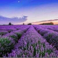 ราคา เมล็ดดอกลาเวนเดอร์ (20570185847)