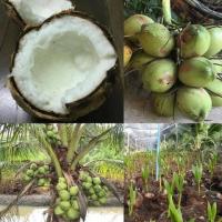 ราคา มะพร้าว น้ำหอมต้นเตี้ย ต้นมะพร้าวกะทิ พันธุ์แท้ ลูกดก น้ำหวานเนื้อฟู คัดสรรพันธุ์พิเศษนำมาเพาะเป็นหน่อพร้อมปลูก (9126663576)
