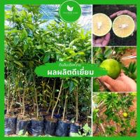 ราคา ต้นส้มเช้งหวาน F1 พันธุ์แท้ ต้านทานโรคและแมลงได้ดี เป็นไม้ต้นเตี้ย ยอดอ่อน สูง 60 80 ซม รสหวาน ผลใหญ่ (17475825476)