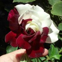ราคา 10 เมล็ด Rose Seeds เมล็ดพันธุ์ กุหลาบ ราชินีแห่งดอกไม้ สัญลักษณ์ความรักและโรแมนติก สายพันธุ์ Osiria สีขาว แดง (20566190086)