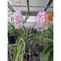 ราคา กล้วยไม้ สกุลช้าง สีชมพู ส่งพร้อมกระถาง3นิ้ว ออกดอกทั้งปี สกุลช้าง Rhynchostylis Rhy เป็นพืชในวงศ์กล้วยไม้ Orchidaceae มี 6 ชนิด เป็นพืชถิ่นเดียวในประเทศอินเดีย ประเทศไทย ประเทศมาเลเซีย ประเทศอินโดนีเ