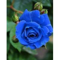 ราคา 25 เมล็ด เมล็ดกุหลาบ สีน้ำเงิน ดอกใหญ่ สายพันธุ์ เมล็ดกุหลาบ ดอกกุหลาบ ปลูกกุหลาบ กุหลาบ อัตราการงอก 70 80 Rose Seed (9079125866)