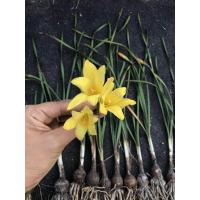 ราคา บัวดิน สีเหลือง Zephyranthes grandiflora 20 หัว ชุด ชื่ออื่นๆ ว่านขุนแผนสะกดทัพ บัวจีน บัวฝรั่ง บัวสวรรค์ (814540346)