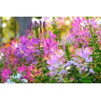 ราคา เมล็ดดอกเสี้ยนฝรั่ง คละสี เสี้ยนฝรั่ง ซื้อ 10 แถม 1 คละอย่างได้ (9860694596)