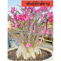 ราคา เมล็ดชวนชม เมล็ดดอกไม้ พันธุ์ยอดนิยม ราชินีพันดอก บางคล้า เขาหินซ้อน เพชรบ้านนา ฯลฯ เปอร์เซ็นการขึ้นดีมาก เพาะง่าย ไม้มงคล (20130061599)