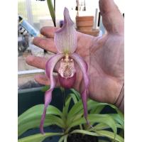 ราคา 20 เมล็ดพันธุ์ Seeds เมล็ดกล้วยไม้ กล้วยไม้ กล้วยไม้เอื้อง Phragmipedium Orchids Orchid flower seeds อัตราการงอก 80 85 (11650117751)