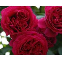 ราคา 12 Climber Roses Seeds เมล็ดกุหลาบ ต้นไม้ประดับบ้าน กุหลาบเลื้อย สายพันธุ์ Pierre de Ronsard ดอกสีแดง (20648827631)