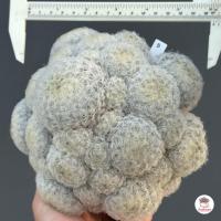 ราคา แมมขนนกขาวฟอร์มกอ Mammillaria Plumosa แคคตัส กระบองเพชร cactus succulent (19609152797)