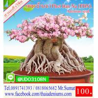 ราคา ขายเมล็ดชวนชม เมล็ดสำหรับการเพาะพันธุ์ ได้แก่เม็ดชวนชมอาราบิคั่ม เมล็ดชวนชมไทยโซโค เมล็ดชวนชมยักษ์ญี่ปุ่น เมล็ดชวนชมฮอลแลนด์ เมล็ดชวนชมยักษ์ซาอุ (2756312909)