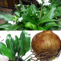 ราคา ว่านมหาโชค 5หัว เป็นที่นิยมปลูกของนักเล่นว่านมาตั้งแต่สมัยอยุธยา เป็นว่านเมตตามหานิยม ช่วยให้ผู้คนเคารพนับถือ มีความยำเกรง นำโชคลาภ ทรัพย์สินเงิน และชื่อเสียงเกียรติยศมาแก่ผู้ปลูก (20986442664)