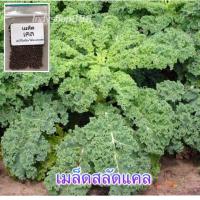 ราคา เมล็ดพันธุ์ ผักเคลใบหยิก คะน้าใบหยิก 100 เมล็ด 10 แถม 1 คละได้ (20768492224)