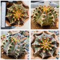 ราคา ยิมโนไม้เมล็ดนีออน Gymnocalycium NEON ยิมโนด่างไม้เมล็ด นีออน กระบองเพชร แคคตัส (20600307485)
