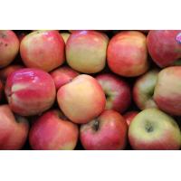 ราคา 20 เมล็ด เมล็ดแอปเปิ้ล สายพันธุ์ พิงค์เลดี้ Pink Lady Apple อัตราการงอก 70 80 Apple seeds (9079298641)