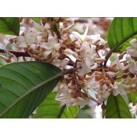 ราคา ต้นจันทน์กะพ้อ แบบเพาะเมล็ด (13948916882)