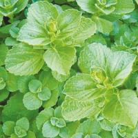 ราคา 20 เมล็ด ฤษีผสม Coleus ฤๅษีผสม ไม้มงคล ต้นไม้เรียกทรัพย์ นำโชค คุ้มครอง สายพันธุ์ Cat Shoo (21227922529)