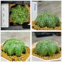 ราคา แอสโตรไฟตัม สตาร์เชฟ ปลาดาว ปลาดาวจีน ยามาโมโตะ Star shape Astrophytum Cactus กระบองเพชร (20600054178)