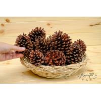 ราคา ลูกสน ธรรมชาติ ปลอดสาร คัดพิเศษ ตกแต่งต้นคริสต์มาส ลูกสนแห้ง ไซส์เล็ก กลาง ใหญ่ ลูกสนสวยๆ christmas คริสต์มาส พร๊อบถ่ายรูป ลูกสนฟัน (16583746317)