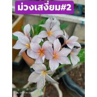 ราคา ต้นลีลาวดีแคระ ม่วงสเงี่ยม ดอกหอม สายพันธุ์ ม่วงเสงี่ยม ลีลาวดีสีม่วงอมเทา ดอกขนาดกลางเกาะกลุ่มเป็นช่อแน่น ลำก้านค่อนข้างสูง เป็นไม้กึ่งคอมแพค ส่งพร้อม กระถาง 10นิ้ว (8565643089)