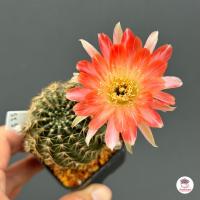 ราคา อิชินอปซิส โลบิเวีย Echinopsis Lobivia แคคตัส กระบองเพชร cactus succulent (20220586999)