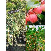 ราคา ต้นพุทราแดงอินเดีย ผลสีแดง หวานอร่อย ติดผลดก ติดผลตลอดปี สูง60 70ซ ม แบบทาบกิ่ง (21324051955)