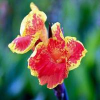 ราคา ต้นพุทธรักษาแคระ พุทธรักษาแคระเป็นพรรณไม้ล้มลุก เนื้ออ่อนอวบน้ำ ลำต้นมีความสูงประมาณ 10 30 เซนติเมตร มีลำต้นอยู่ใต้ดินเรียกว่า เหง้า มีการเจริญเติบโตโดยแตกหน่อเป็นกอคล้ายกับกล้วย (21009829585)