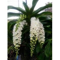 ราคา 3 ต้น ต่อชุด กล้วยไม้ช้างเผือก ไม้นิ้ว เพาะเลี้ยงเนื้อเยื่อ Rhynchostylis gigantea Lindl Ridl var gigantea ต้นเพาะ ในกระถาง 2 นิ้ว (21010444732)