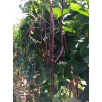 ราคา เมล็ดพันธุ์ เมล็ดถั่วฝักยาว ถั่วฝักยาวสีม่วง ถั่วฝักยาวสีแดง 50 เมล็ด 10 แถม 1 คละได้ (20783139688)