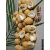 ราคา 12 เมล็ด เมล็ดพันธุ์ อินทผาลัม Date palm จากต้นเพาะเนื้อเยื้อ สายพันธุ์ บาฮี เหลืองใหญ่ seeds (9126406869)
