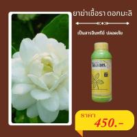 ราคา มะลิใบจุด โรคแอนแทรคโนสมะลิ มะลิใบแห้ง มะลิใบไหม้ มะลิใบเหลือง กำจัดโรคดอกมะลิ จากเชื้อราต่างๆ ปลอดสารพิษ ไอเอส และ FK T ใช้ได้ทุกพืช โด (16230533383)