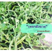 ราคา เพชรสังฆาต ต้นกล้าเพชรสังฆาต ต้นยาว 20 50 เซน ต้นกล้าสดพร้อมปลูก (7836640420)