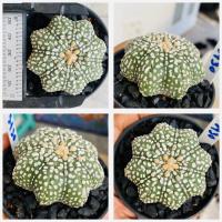 ราคา แอสโตรไฟตัม สตาร์เชฟ ปลาดาว ปลาดาวจีน ยามาโมโตะ Star shape Astrophytum Cactus กระบองเพชร (21305325877)