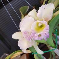 ราคา ต้นกล้วยไม้ แคทลียา Cattleya ราชินีแห่งกล้วยไม้ สีขาวปลายม่วง ไม้พร้อมให้ดอก ดอกใหญ่พิเศษ ดอกหอม ออกดอกตลอด เลี้ยงง่าย จัดส่งพร้อมกระถาง 4 นิ้ว ลำต้นสูง 30 45ซม (21008572492)