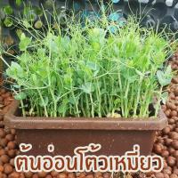 ราคา ชุดปลูกต้นอ่อนโต้วเหมี่ยว Microgreen ถั่วลันเตา ต้นอ่อน ชุดปลูก ปลูกผัก บอนไซ พร้อมปลูก ชุดปลูก (1335334233)