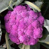 ราคา 100 เมล็ด เมล็ดผัก ดอกกะหล่ำม่วง สวนครัว ปลูกผักปลอดสาร เก็บเกี่ยวไว Purple cauliflower Vegetable Seeds (21252104148)