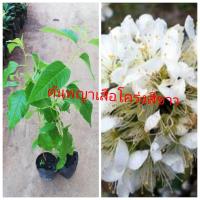 ราคา ต้นพญาเสือโคร่งสีขาวซื้อ 1 แถม 1ส่งเองจากสวน (9705455911)