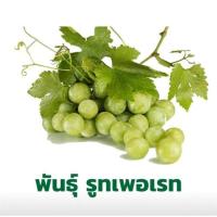 ราคา ต้นองุ่น พันธุ์ รูทเพอเรท Loose Perlette ผลสีเขียว ทรงกลมๆ สีเขียว ไร้เมล็ด หวาน กรอบ อร่อย กลิ่นหอม แบบต้นตอติดตาพร้อมปลูก รากแน่นทุกต้น จัดส่งพร้อมถุง 6 นิ้ว ลำต้นสูง 30 40 ซม (21008810237)