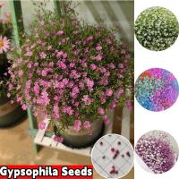 ราคา พร้อมส่ง ง่ายต่อการเติบโตเมล็ดดาวเต็มดวง เมล็ดสด 100 200 บรรจุเมล็ดพันธุ์ดอกไม้ผสมสี เมล็ดพันธุ์ดอกไม้ที่สวยงามสามารถเติบโตได้ทั่ว Tiger เมล็ดพันธุ์ดอกไม้ประดับบ้านและสวนดอกไม้กระถาง (21227648081)