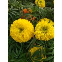 ราคา เมล็ดดาวเรืองสีเหลืองดอกซ้อน50เมล็ด (12841322153)