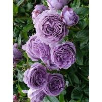 ราคา 25เมล็ด เมล็ดกุหลาบ อังกฤษ พันธุ์เลื้อย สีม่วง สายพันธุ์ของแท้ 100 เมล็ดกุหลาบ ดอกกุหลาบ ปลูกกุหลาบ กุหลาบหนู อัตราการงอก70 80 Rose seed (9079292688)