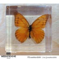 ราคา ที่ทับกระดาษแมลงสต๊าฟ ที่ทับกระดาษแมลง แมลงสต๊าฟเป็นที่ทับกระดาษ (8921880470)