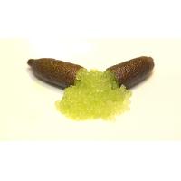 ราคา 1 ต้นมะนาวคาเวียร์ หรือ มะนาวนิ้วมือ FINGER CAVIER LIME สายพันธุ์ ALSTONVILLE ขนาด 30 40 ซม พร้อมกระถาง6นิ้ว รากแน่น 6 เดือนพร้อมให้ผล (20956934501)