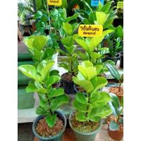 ราคา ไทรใบสัก หรือ fiddle fig ชื่อวิทยาศาสตร์ Ficus lyrata หรือที่คนไทยรู้จักในชื่อ ไทรใบซอ ไทรใบยอ เป็นพืชตระกูล Ficus ไทร เป็นพืชเขตร้อนจึงปลูกได้ดีในพื้นที่อากาศอบอุ่นหรือร้อนชื้น มีจุดเด่นอยู่ที่ฟอร์มใ