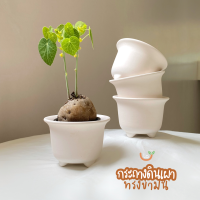 ราคา กระถางดินเผาแคตตัส กระถางกุหลาบหิน ไลทอป ทรงปากแตร2 5นิ้ว แตกหักจากขนส่งเคลม100 (18635867637)