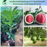 ราคา เสียบยอด ต้นส้มโอทับทิมสยาม F1 ต้นแท้ ติดผลเร็ว ต้านทานแมลง ทาบกิ่ง ต้นสูง 50 70 ซม (20799104285)