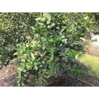 ราคา กิ่งตอน มะนาวแป้นพวง พร้อมปลูกในถุงดำ 119 บาท (9759747990)