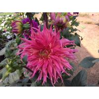 ราคา 1 เหง้า ชุุด รักเร่ Dahlia Bulb สายพันธุ์ Persian Carpet หัวรักเร่ ดอกไม้ ดอกรักเร่ เหง้า นำเข้า ยุโรป หัวสดใหม่ ผ่านการแช่เย็นแล้ว (8668008786)
