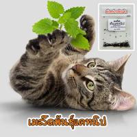 ราคา แคทนิป เมล็ดพันธุ์ สมุนไพรน้องแมว ตำแยแมว นำเข้าจากต่างประเทศ Catnip Seed บรรจุ 40 200 เมล็ด (20044798319)