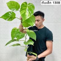 ราคา พลูด่าง พลูยักษ์ ต้นพลู ไม้ด่างยักษ์ ใบฉีก ไม้ฟอกอากาศ (19922509116)