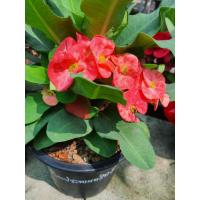 ราคา โป๊ยเซียน เซียนประทานทรัพย์ สีชมพูออกแดง ดอกใหญ่ โป๊ยเซียนดอกใหญ่ เซียนประทานทรัพย์ เซียนประทานโชค ติดดอกใหญ่ทุกต้น กระถาง8นิ้ว ลาภมงคล รวยลาภ ทรัพย์ ต้นไม้แห่งโชคลาภที่คนไทยนิยมปลูกกันมากอีกชนิด เพรา